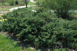 Juniperus chinensis Sargenti Viridis — photo 2